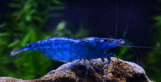 10 Blue Velvet Shrimp