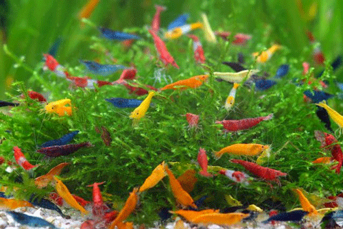 10 Assorted Neocaridina Rainbow Combo Pack